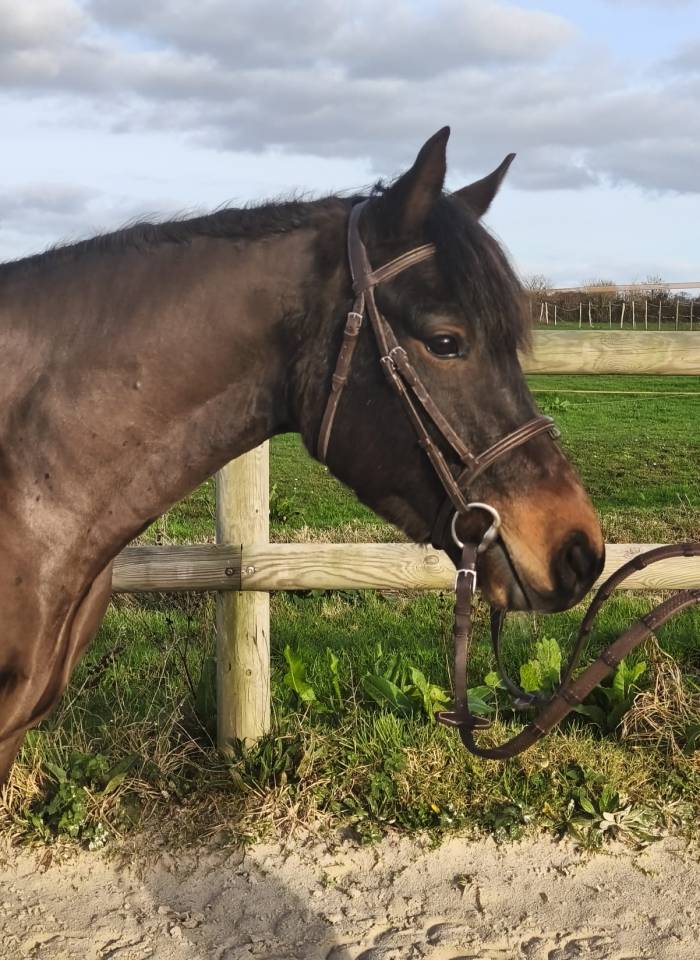 Gelding Connemara For sale 2022 Dark Bay