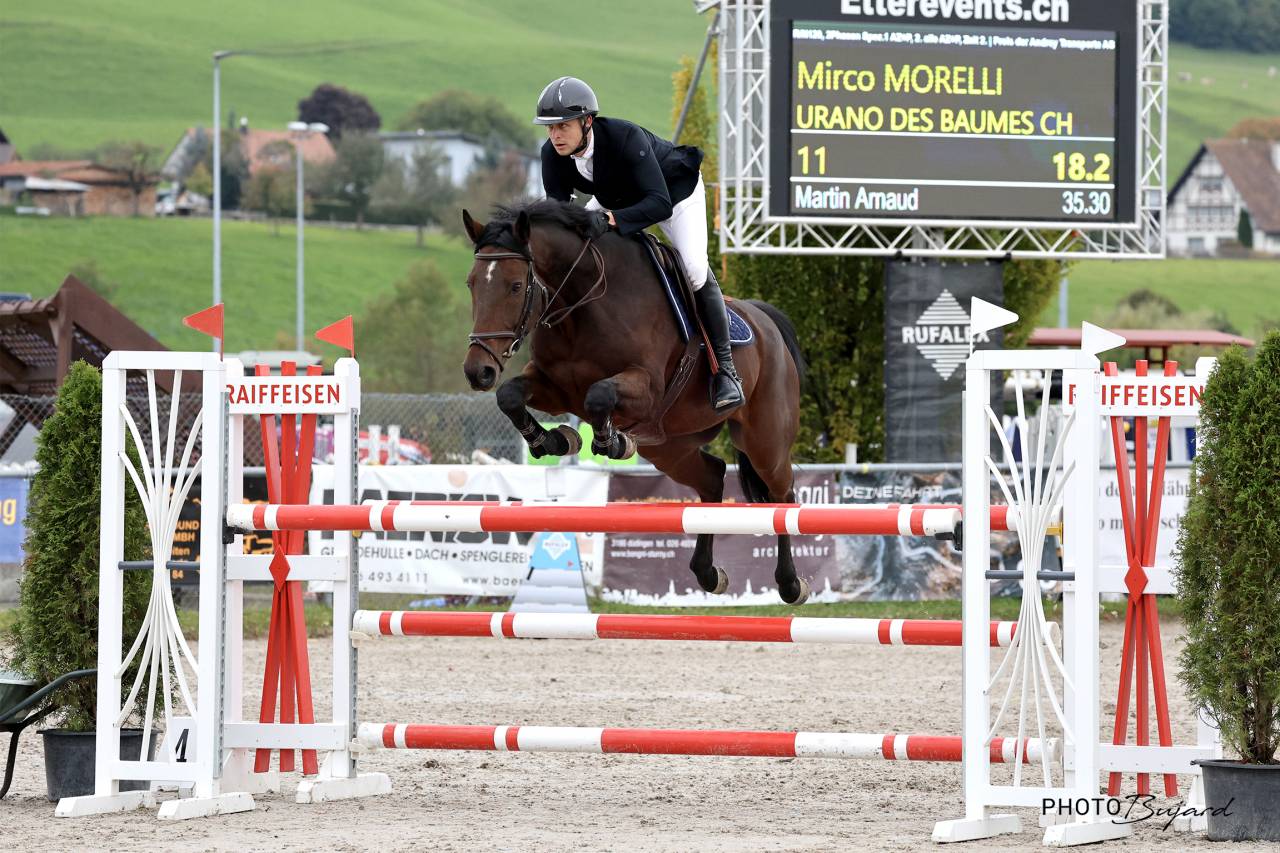 Gelding Swiss Warmblood For sale 2016 Bay