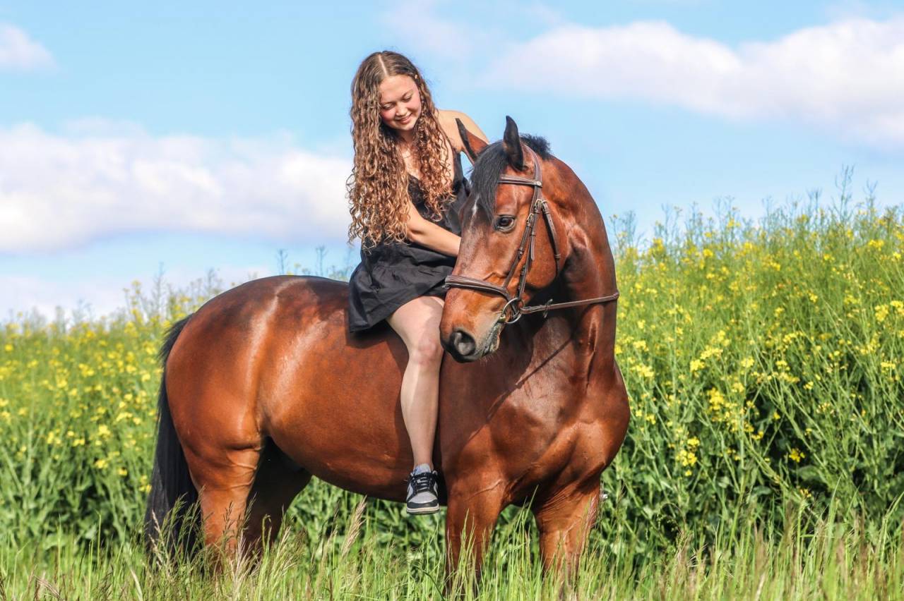 Gelding Swiss Warmblood For sale 2016 Bay
