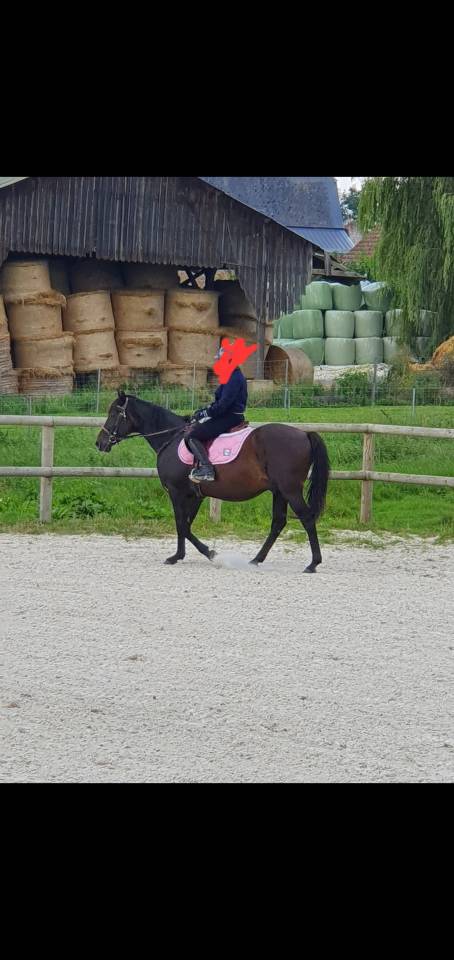 Gelding Arabian Thoroughbred For sale 2015 Black