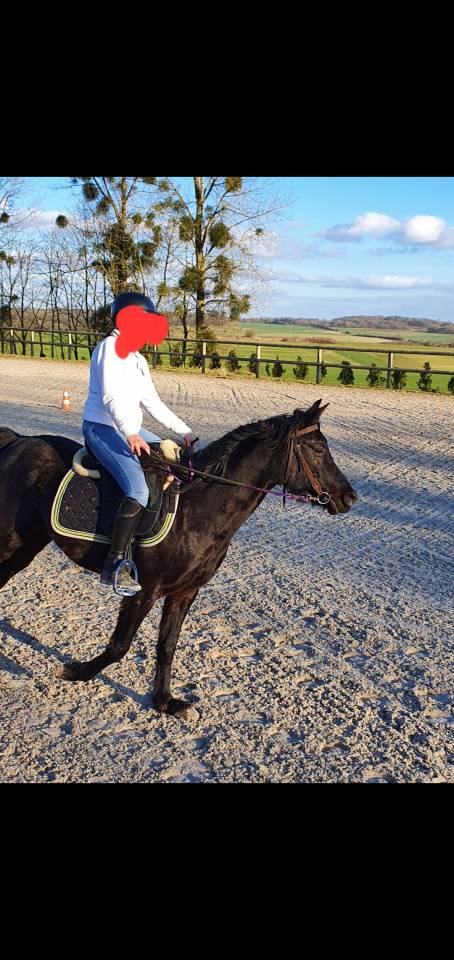 Gelding Arabian Thoroughbred For sale 2015 Black