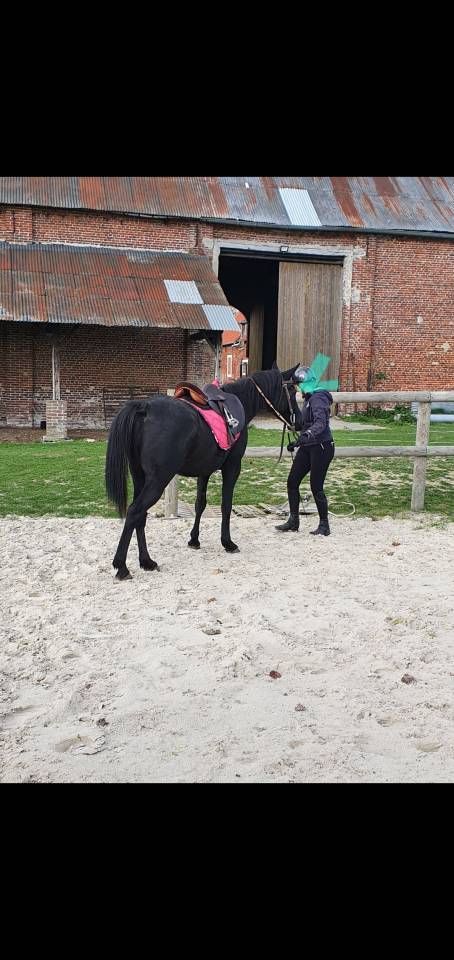 Gelding Arabian Thoroughbred For sale 2015 Black