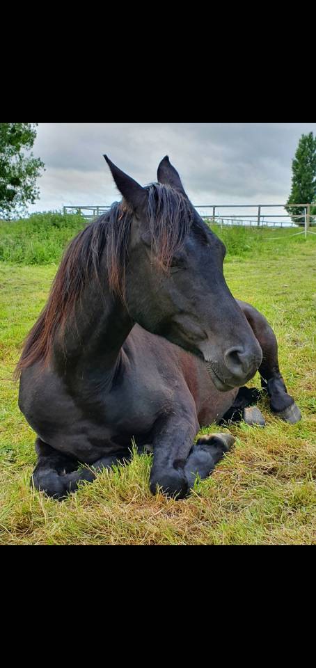 Gelding Arabian Thoroughbred For sale 2015 Black