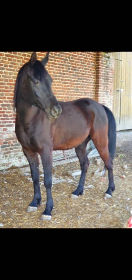 Gelding Arabian Thoroughbred For sale 2015 Black