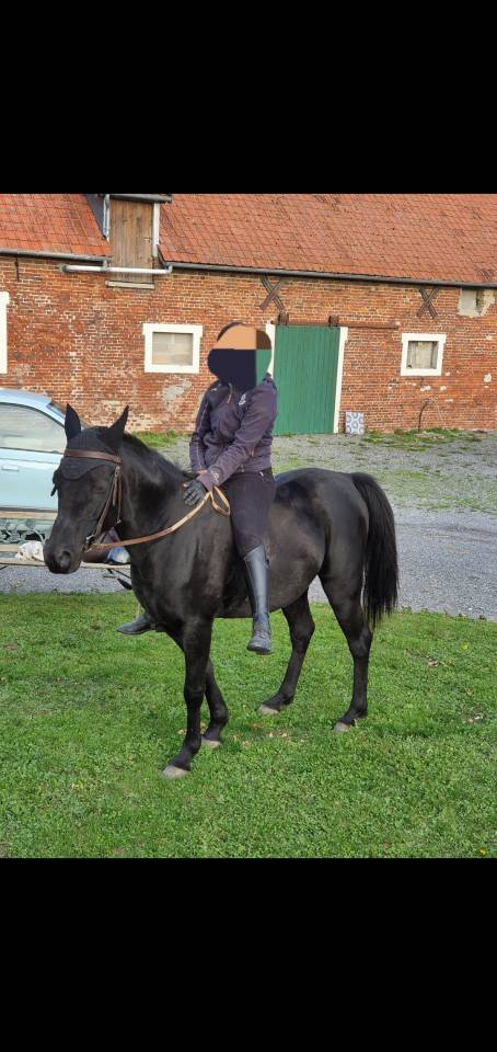 Gelding Arabian Thoroughbred For sale 2015 Black