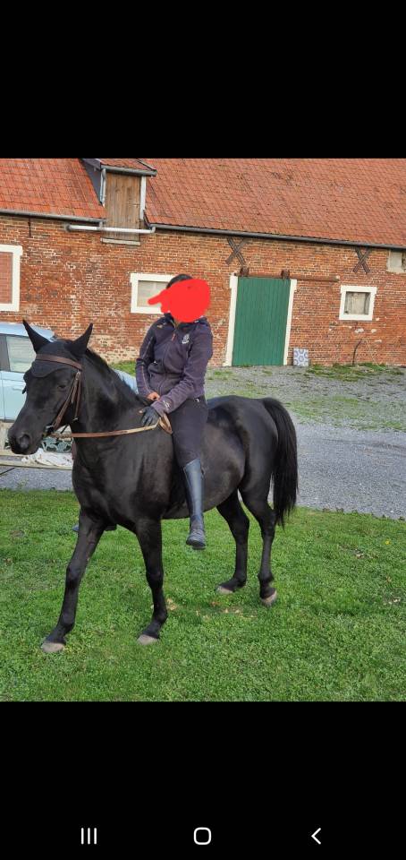 Gelding Arabian Thoroughbred For sale 2015 Black