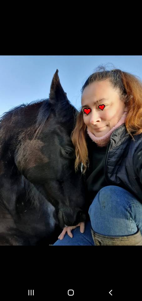 Gelding Arabian Thoroughbred For sale 2015 Black