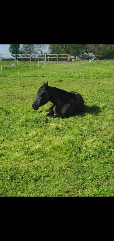 Gelding Arabian Thoroughbred For sale 2015 Black
