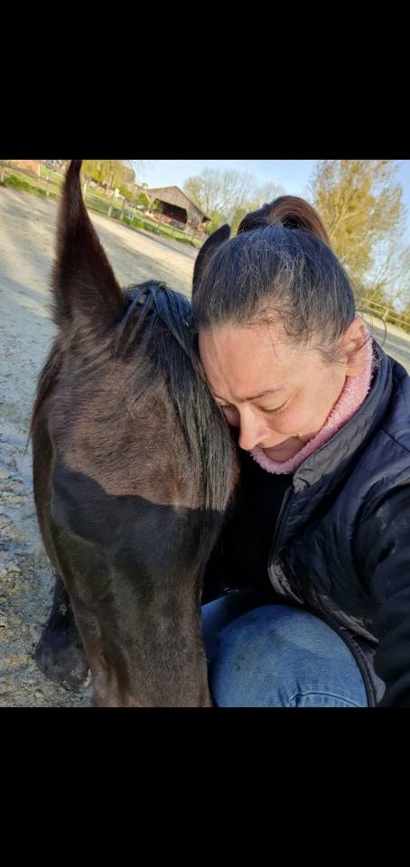 Gelding Arabian Thoroughbred For sale 2015 Black