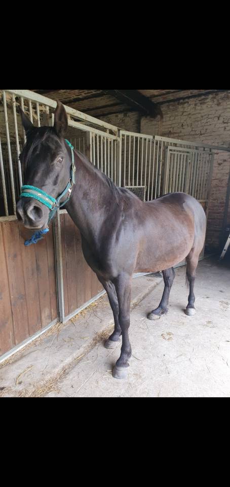 Gelding Arabian Thoroughbred For sale 2015 Black