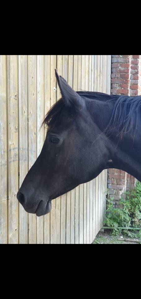 Gelding Arabian Thoroughbred For sale 2015 Black
