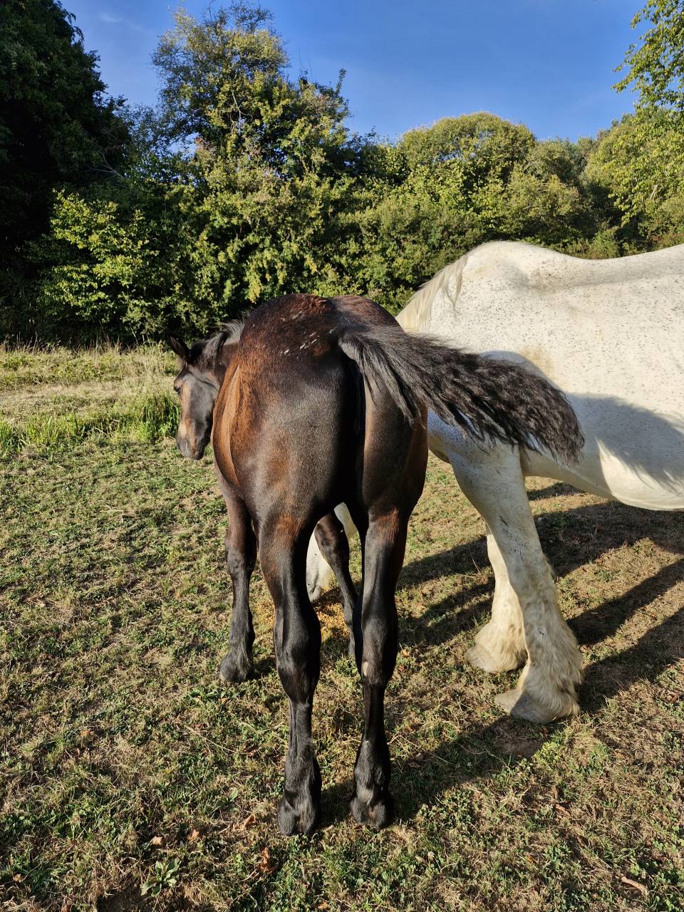 Filly Percheron For sale 2026 Black