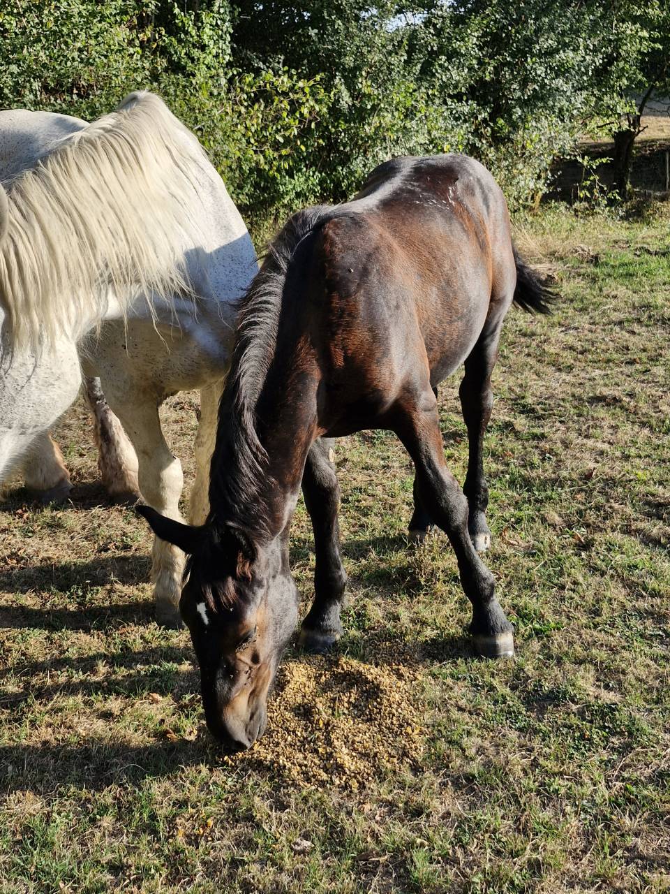 Filly Percheron For sale 2026 Black