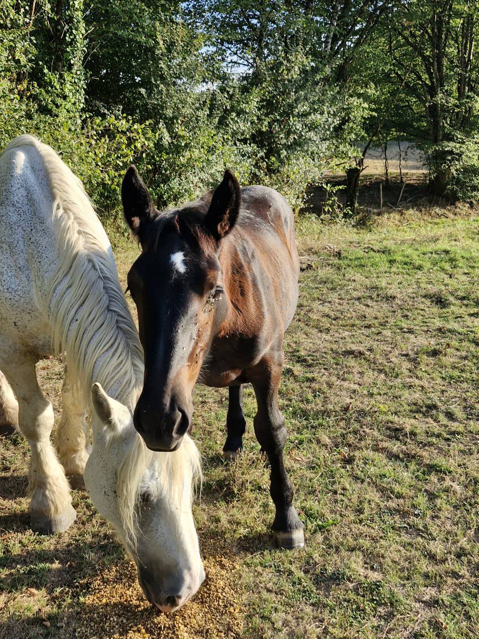 Filly Percheron For sale 2026 Black