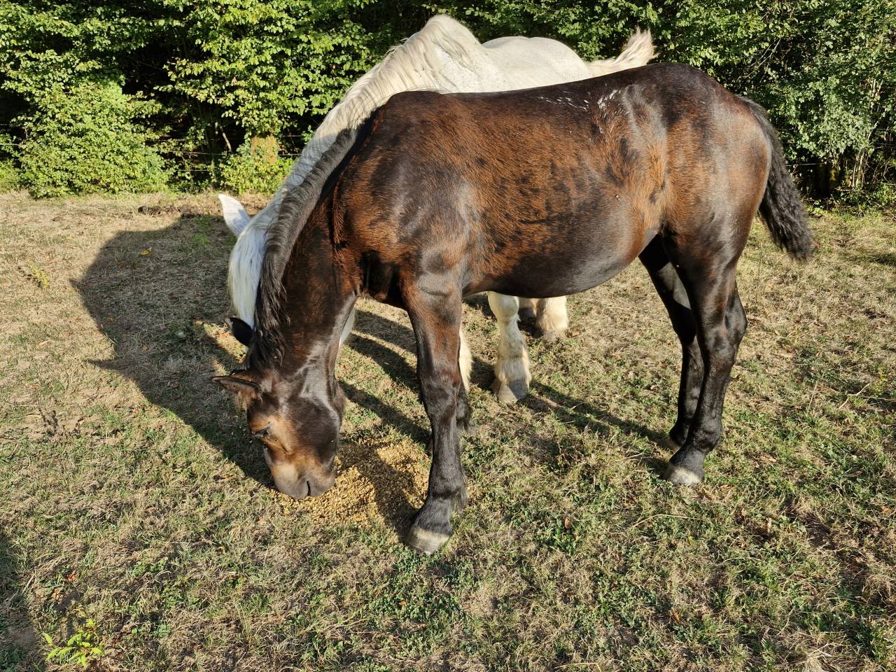 Filly Percheron For sale 2026 Black