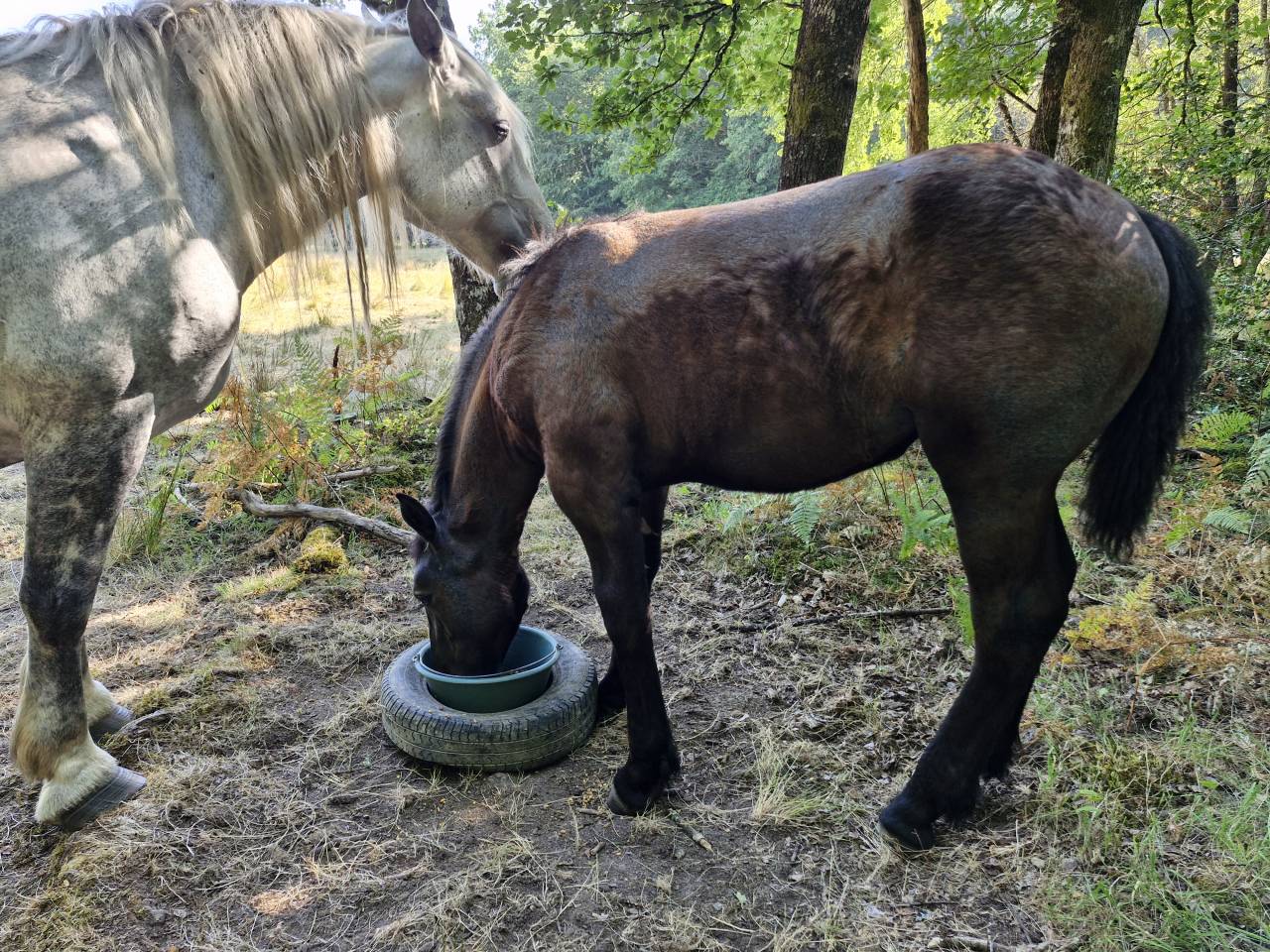 Filly Percheron For sale 2026 Black