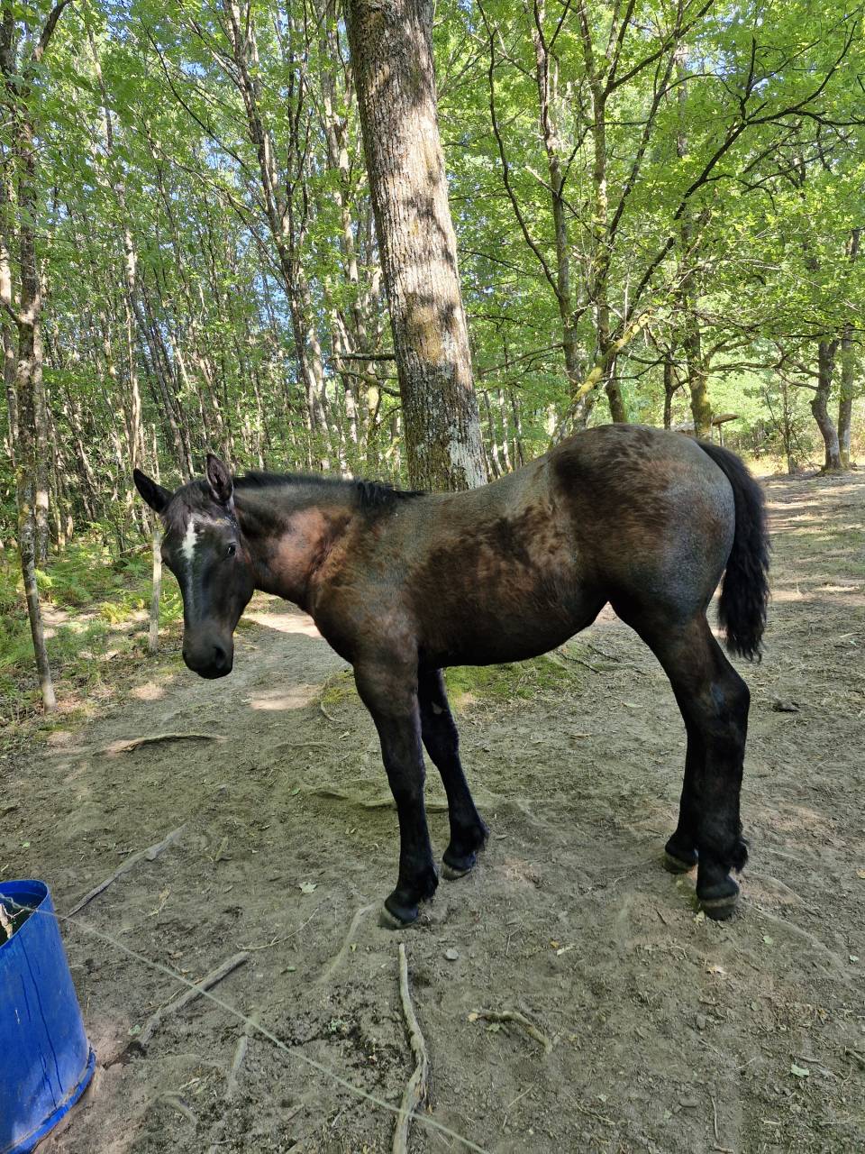 Filly Percheron For sale 2026 Black
