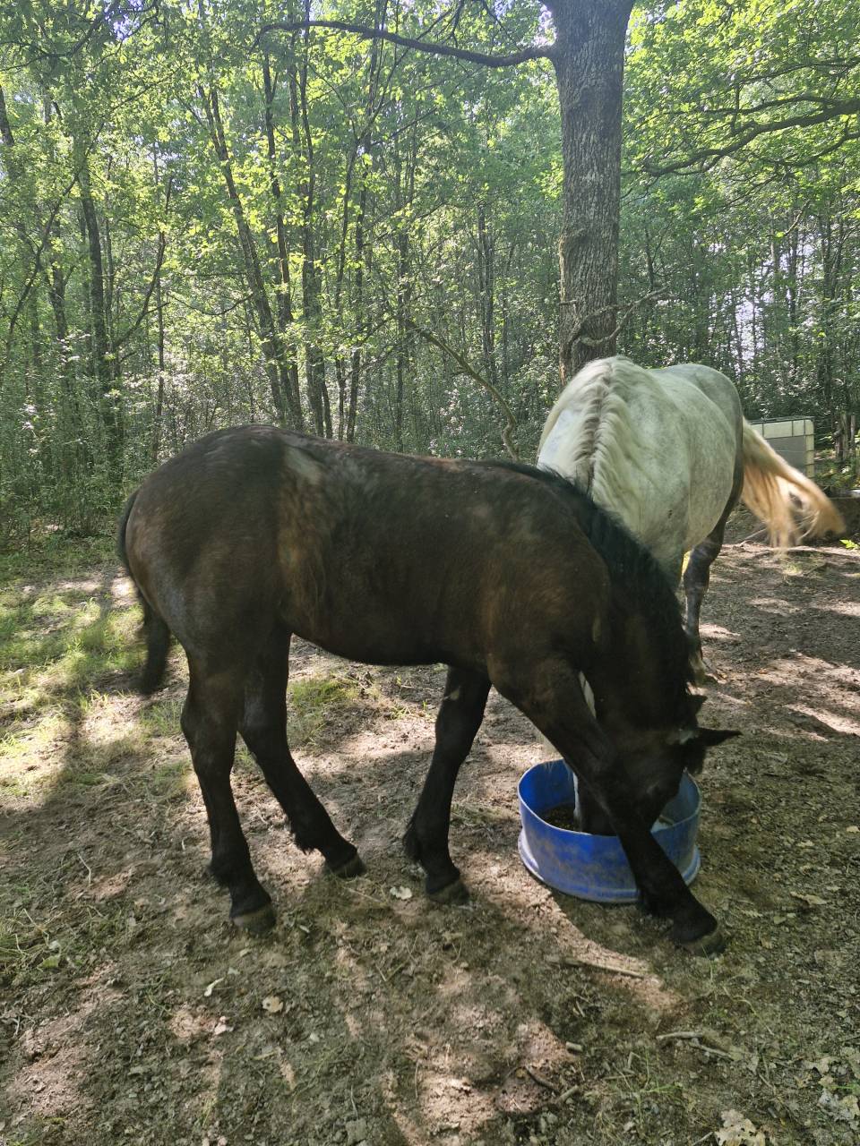Filly Percheron For sale 2026 Black