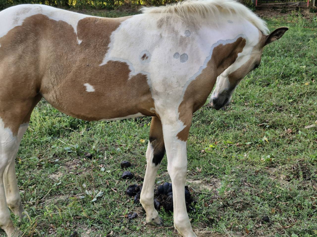 Filly Paint For sale 2026 Tobiano