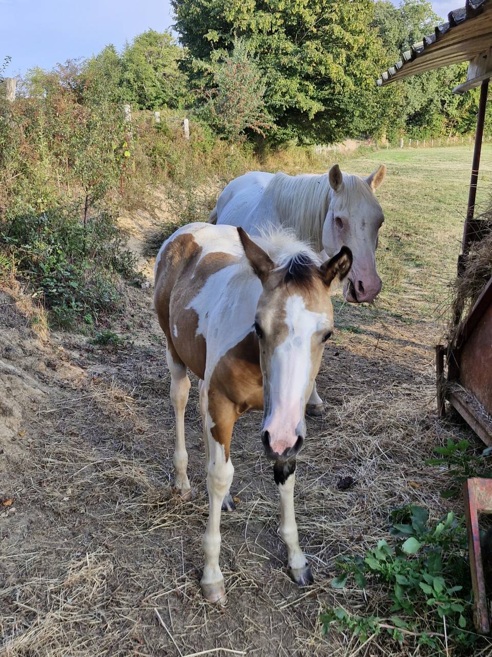 Filly Paint For sale 2026 Tobiano