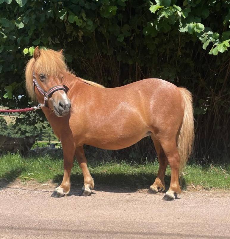 Broodmare Shetland Pony For sale 2021 Chesnut