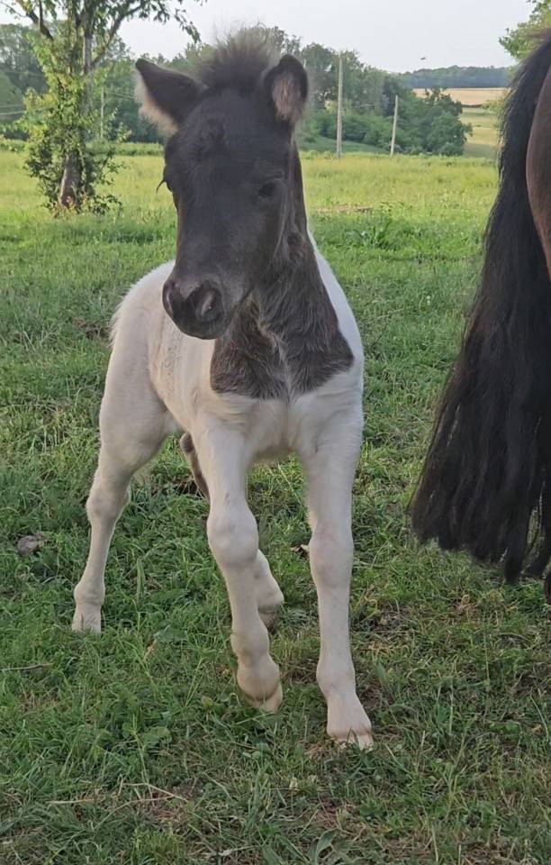 Broodmare Shetland Pony For sale 2021 Chesnut