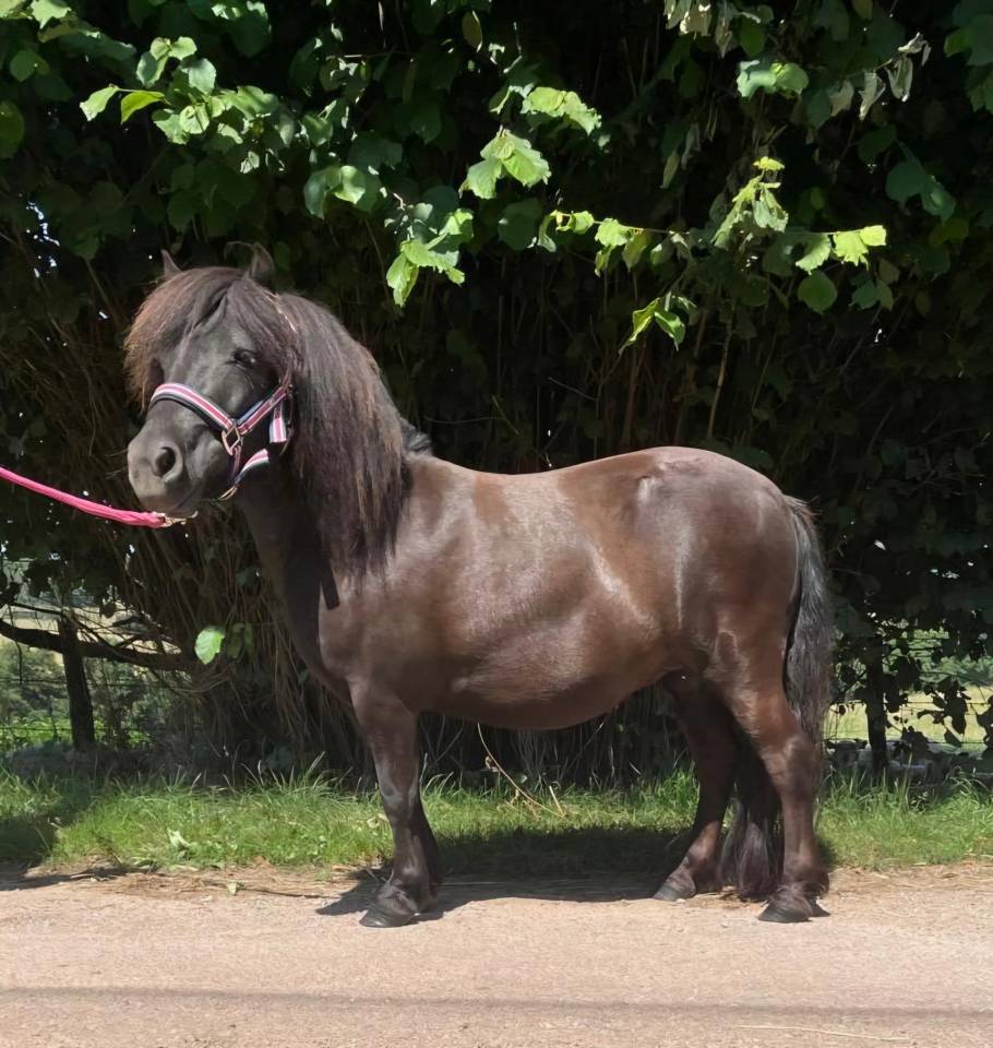 Broodmare Shetland Pony For sale 2021 Chesnut