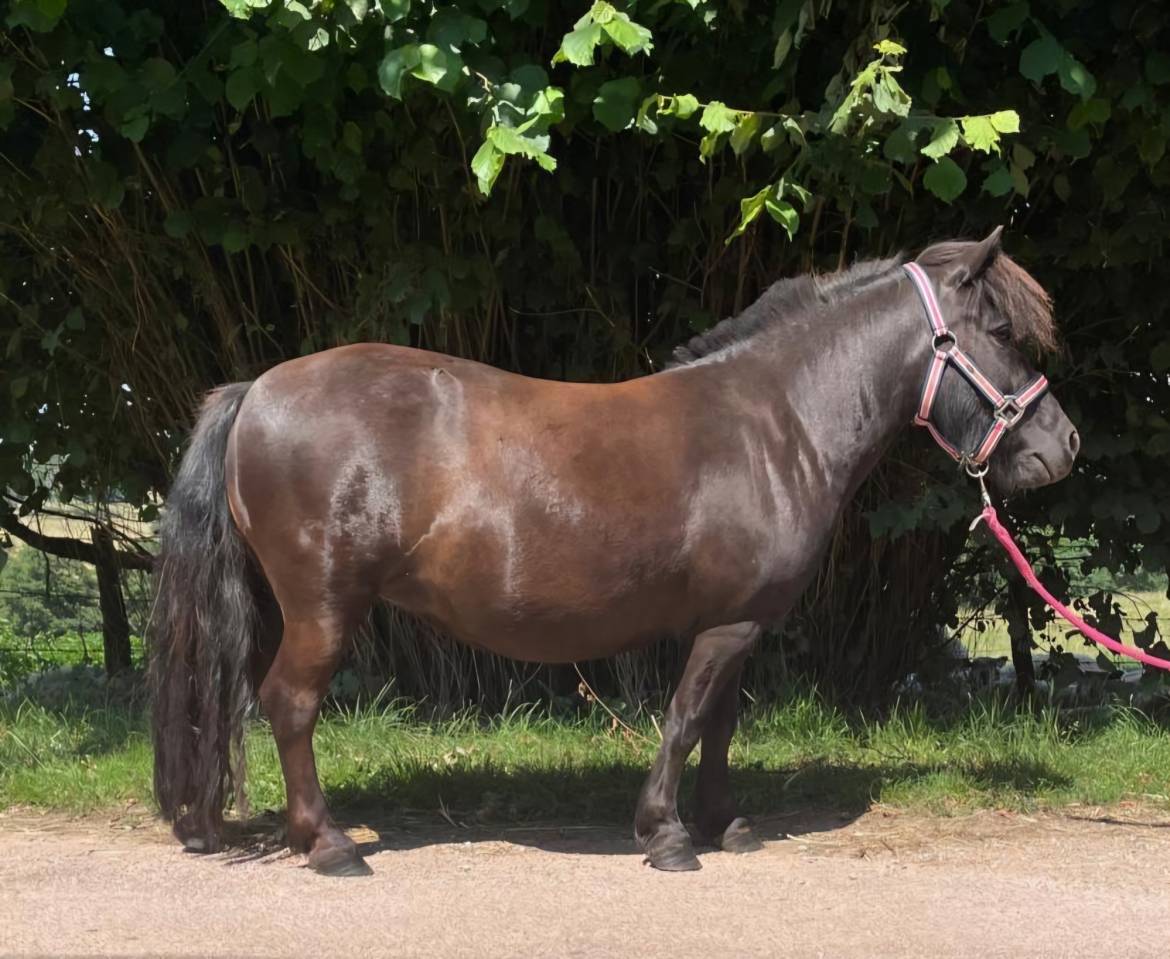 Broodmare Shetland Pony For sale 2021 Chesnut