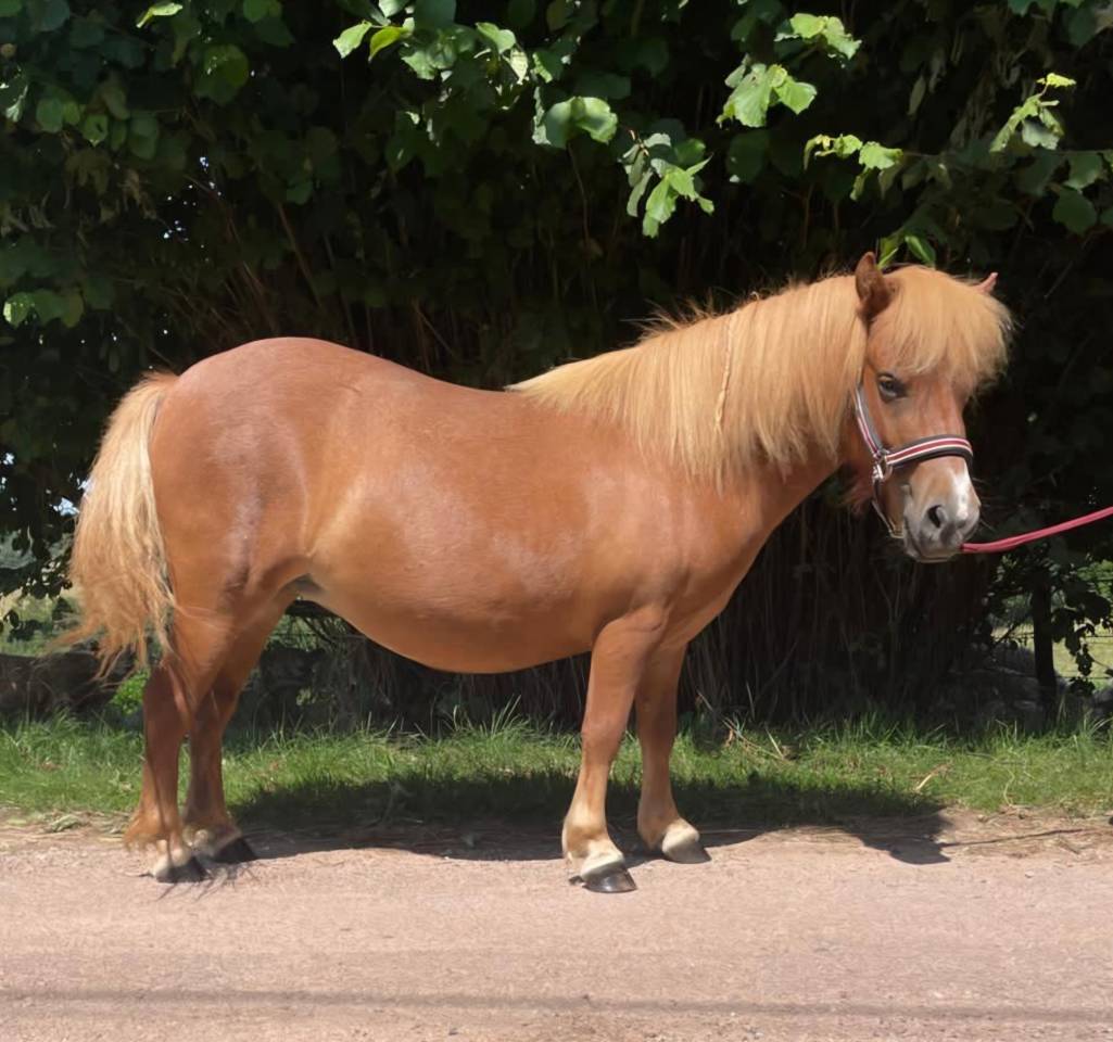 Broodmare Shetland Pony For sale 2021 Chesnut