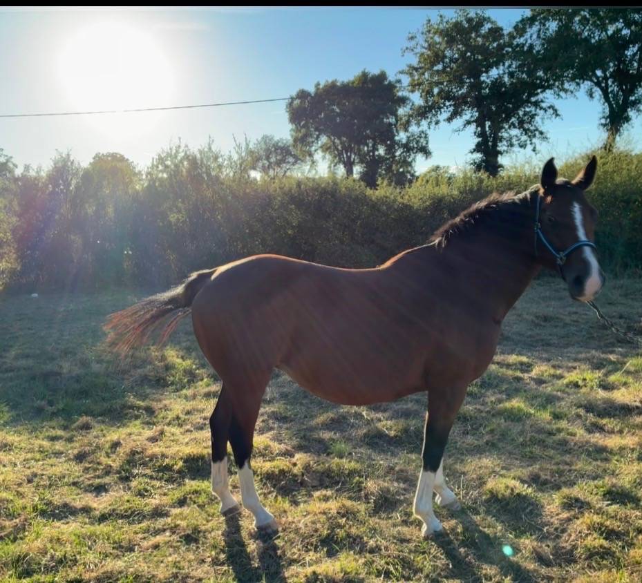 Mare Origin Recorded For sale 2012 Bay