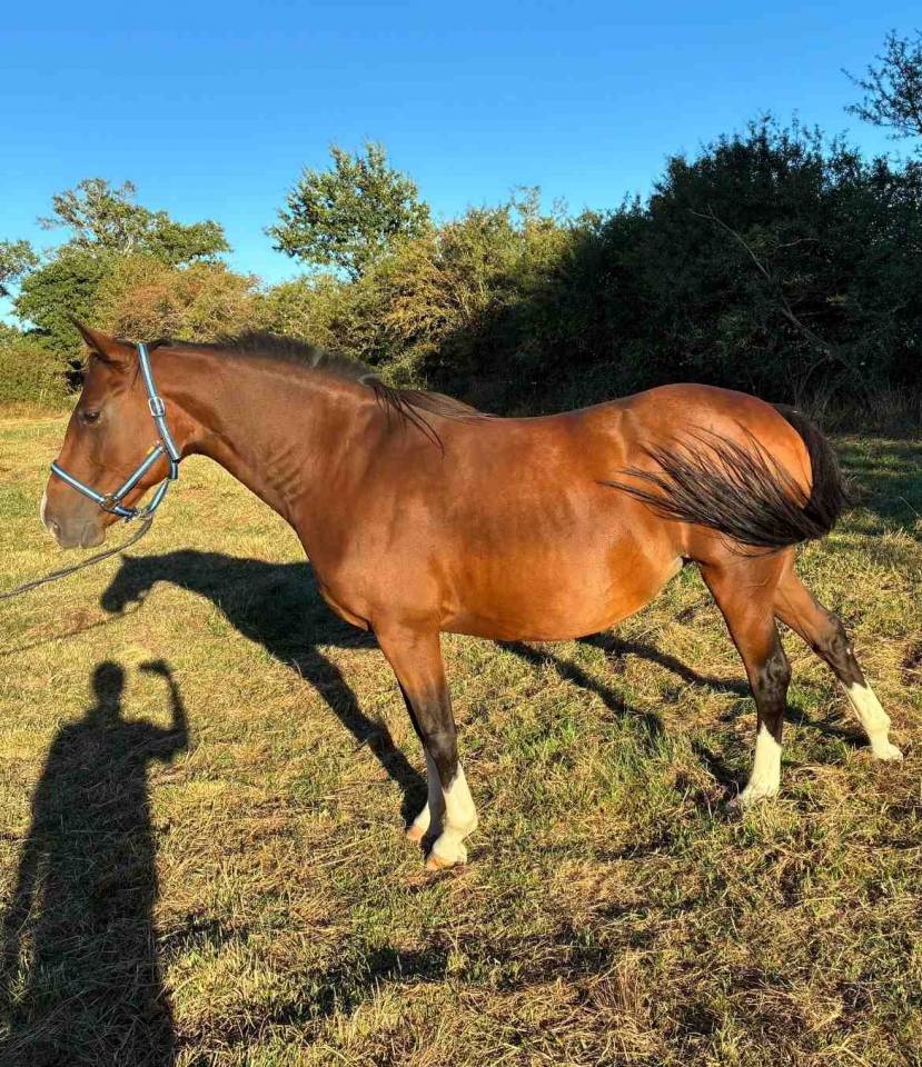 Mare Origin Recorded For sale 2012 Bay
