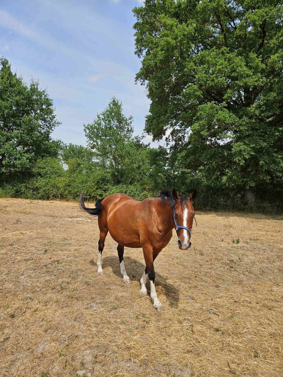 Mare Origin Recorded For sale 2012 Bay