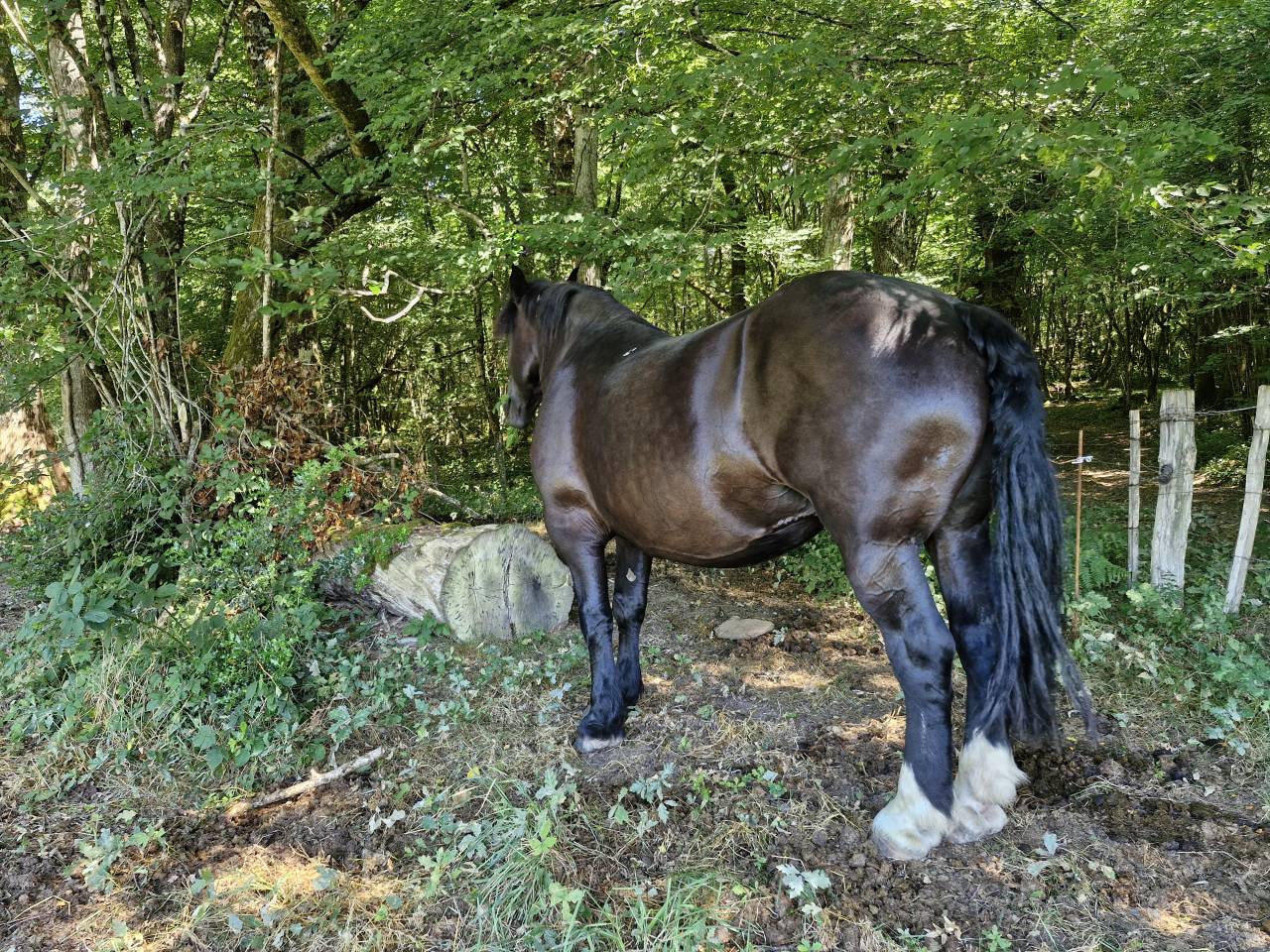 Mare Percheron For sale 2012 Black