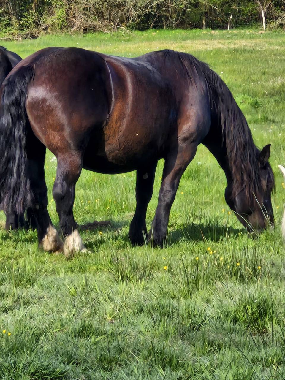 Mare Percheron For sale 2012 Black