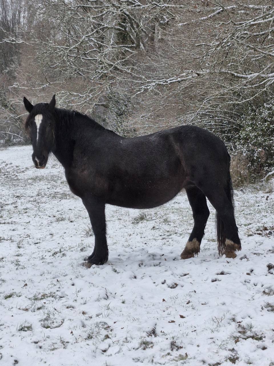 Mare Percheron For sale 2012 Black