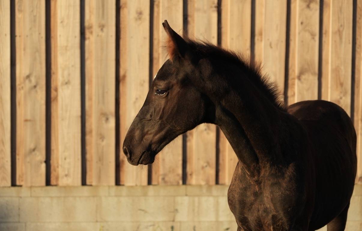 Colt sBs Belgian Warmblood For sale 2026 Black