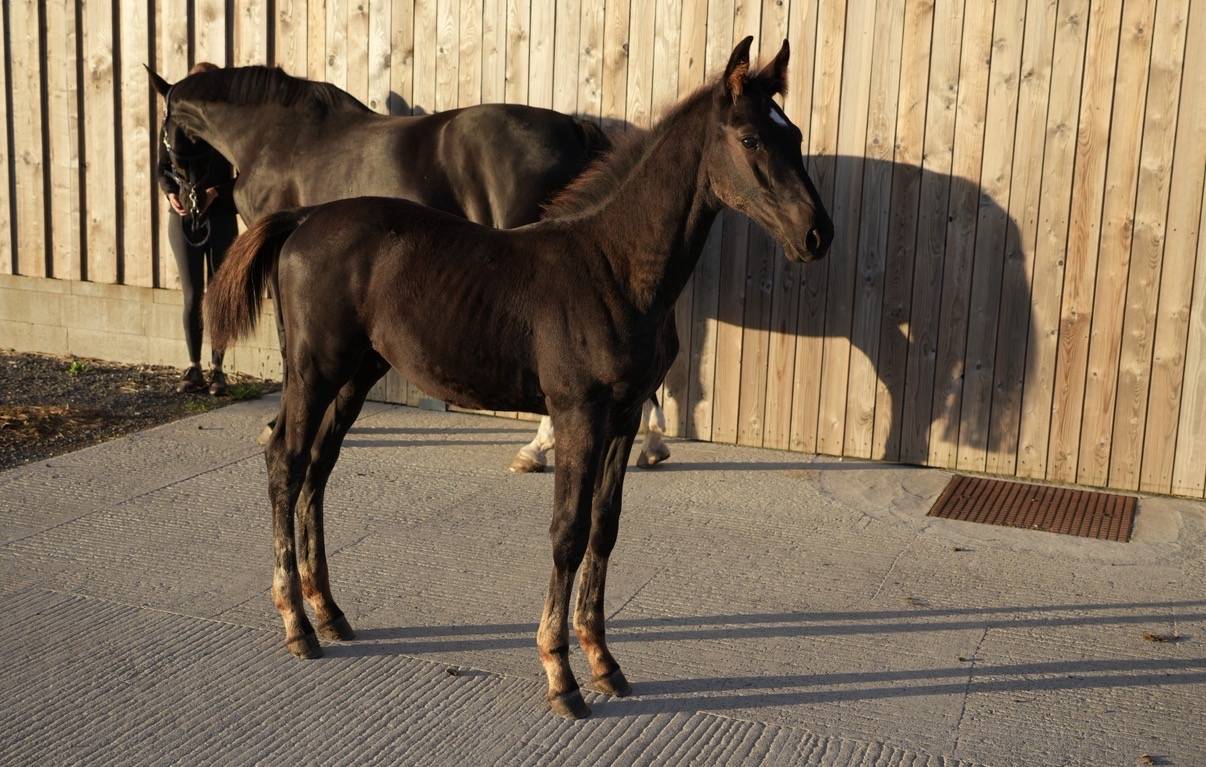 Colt sBs Belgian Warmblood For sale 2026 Black
