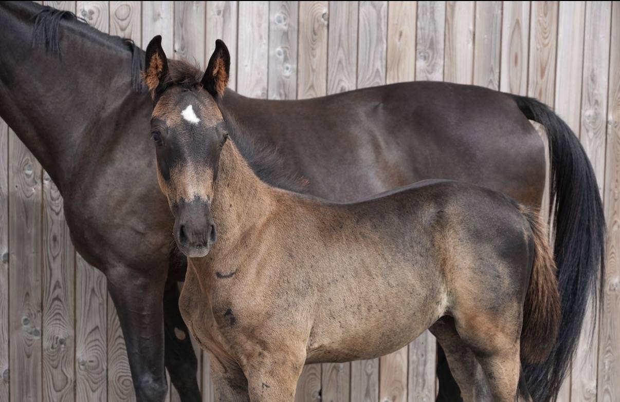 Colt sBs Belgian Warmblood For sale 2026 Black