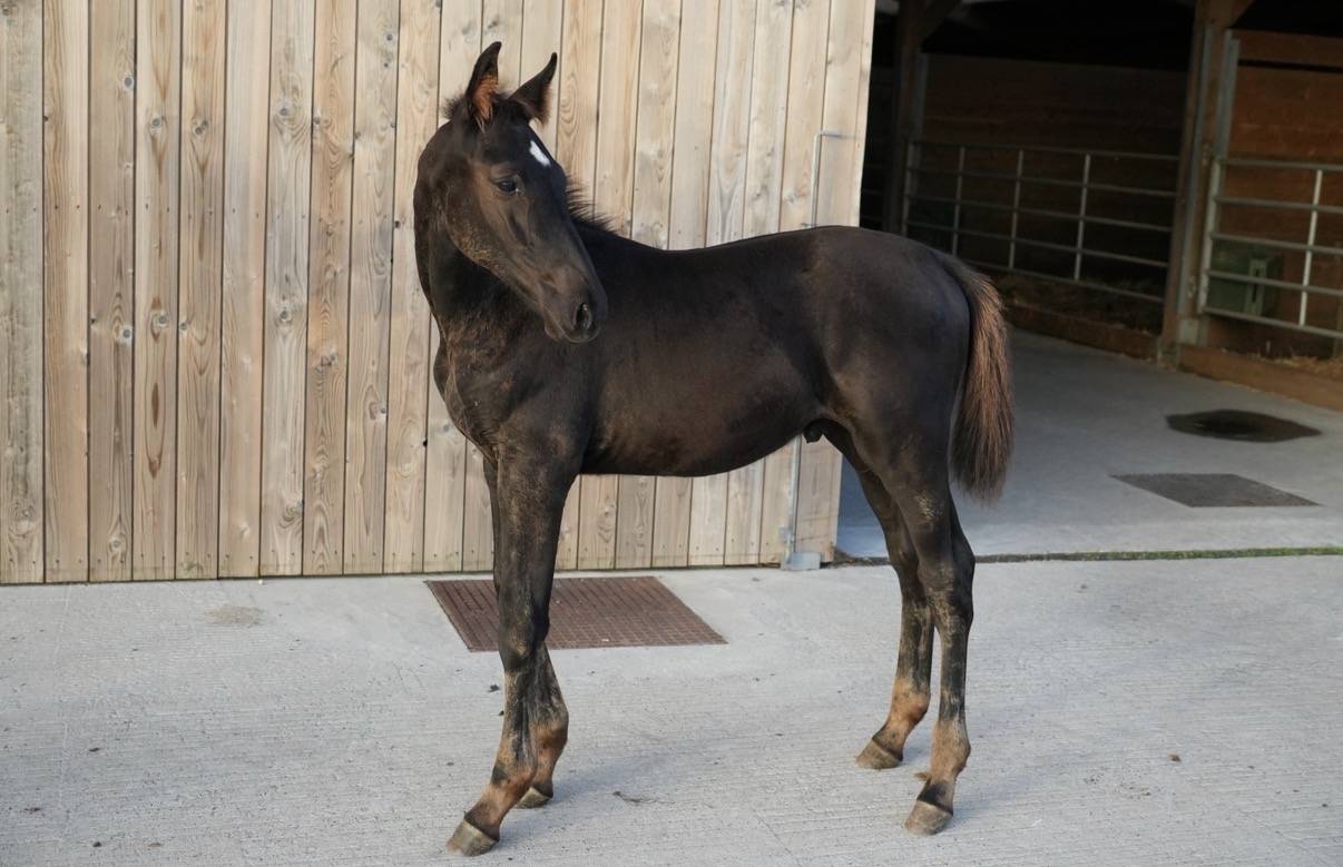 Colt sBs Belgian Warmblood For sale 2026 Black