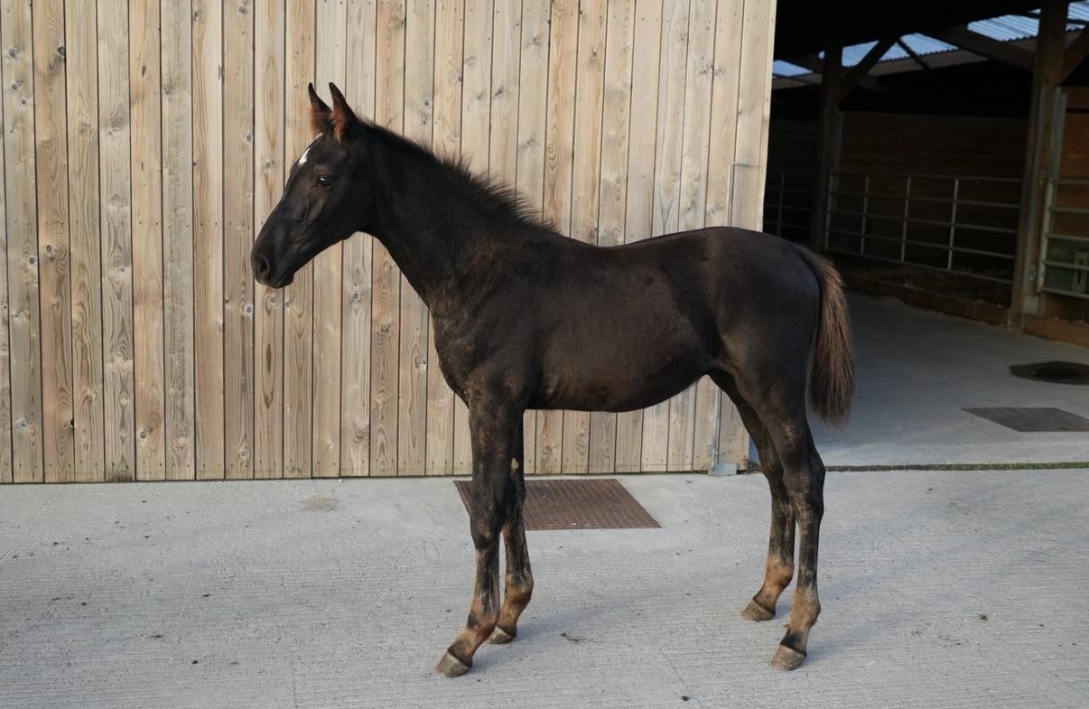 Colt sBs Belgian Warmblood For sale 2026 Black
