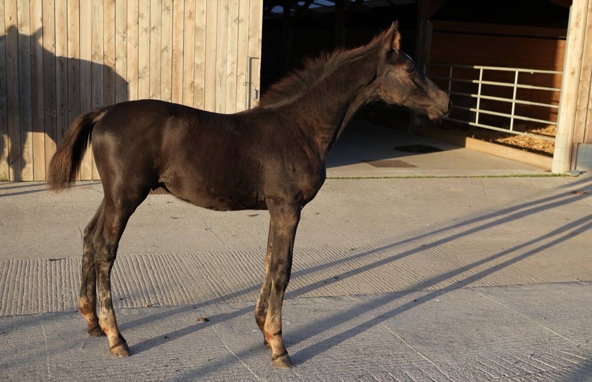 Colt sBs Belgian Warmblood For sale 2026 Black