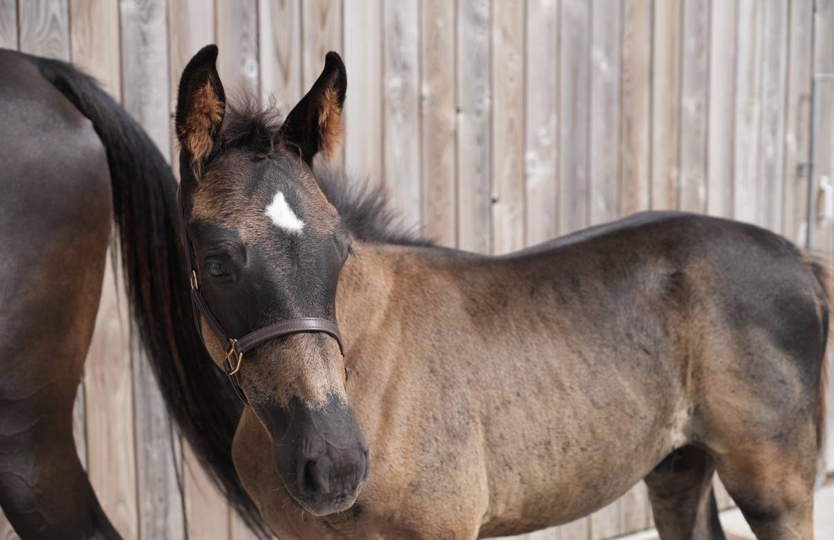 Colt sBs Belgian Warmblood For sale 2026 Black