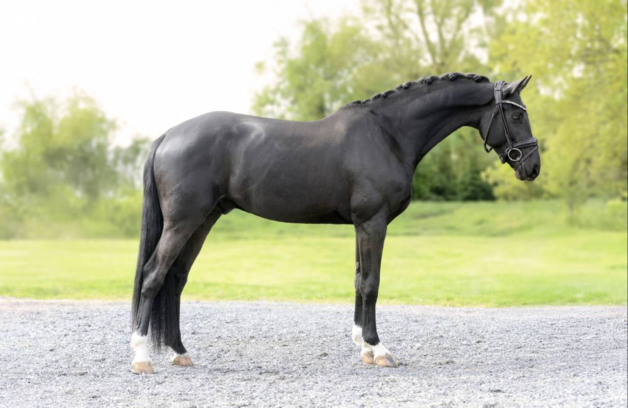 Gelding Selle Fran&ccedil;ais For sale 2021 Black