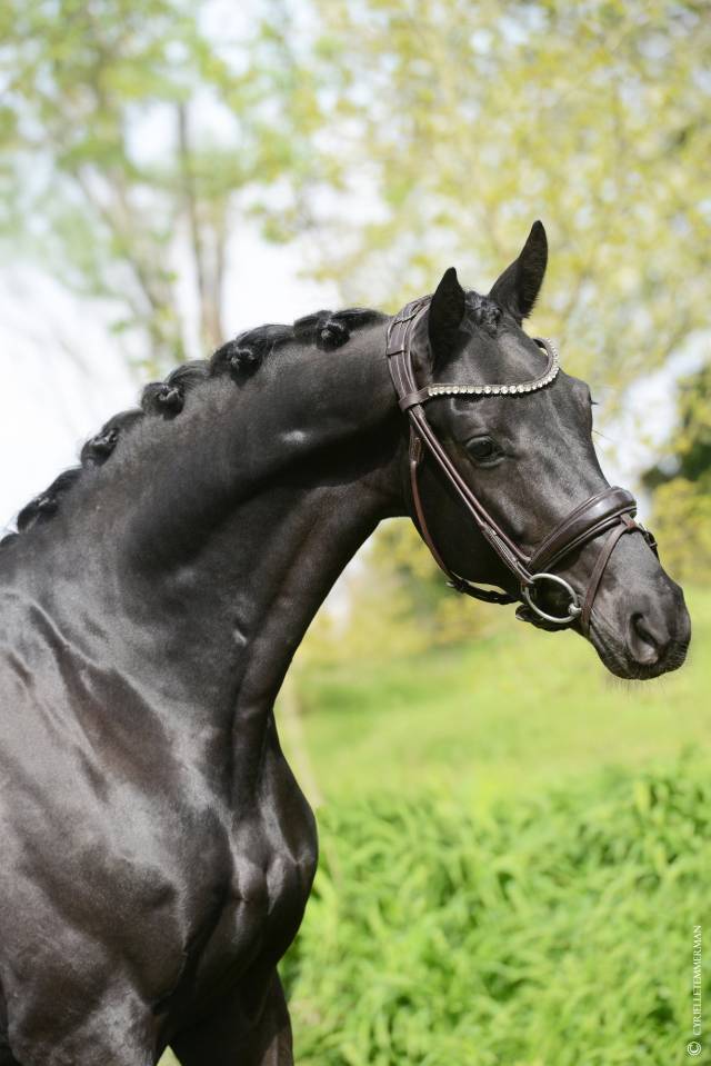 Gelding Selle Fran&ccedil;ais For sale 2021 Black