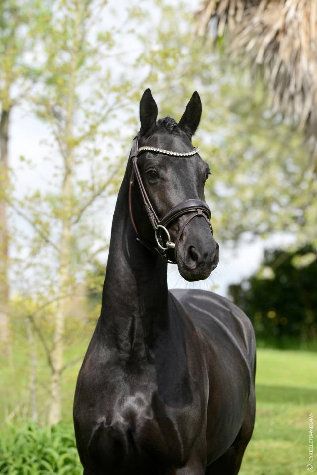 Gelding Selle Fran&ccedil;ais For sale 2021 Black
