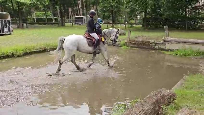 Mare Holsteiner For sale 2013 Grey