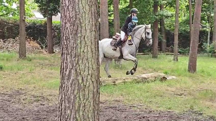 Mare Holsteiner For sale 2013 Grey