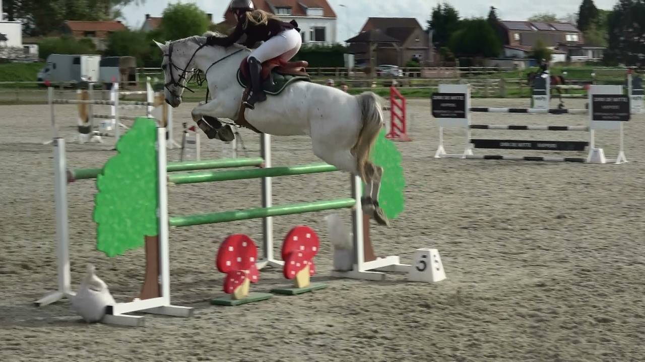 Mare Holsteiner For sale 2013 Grey