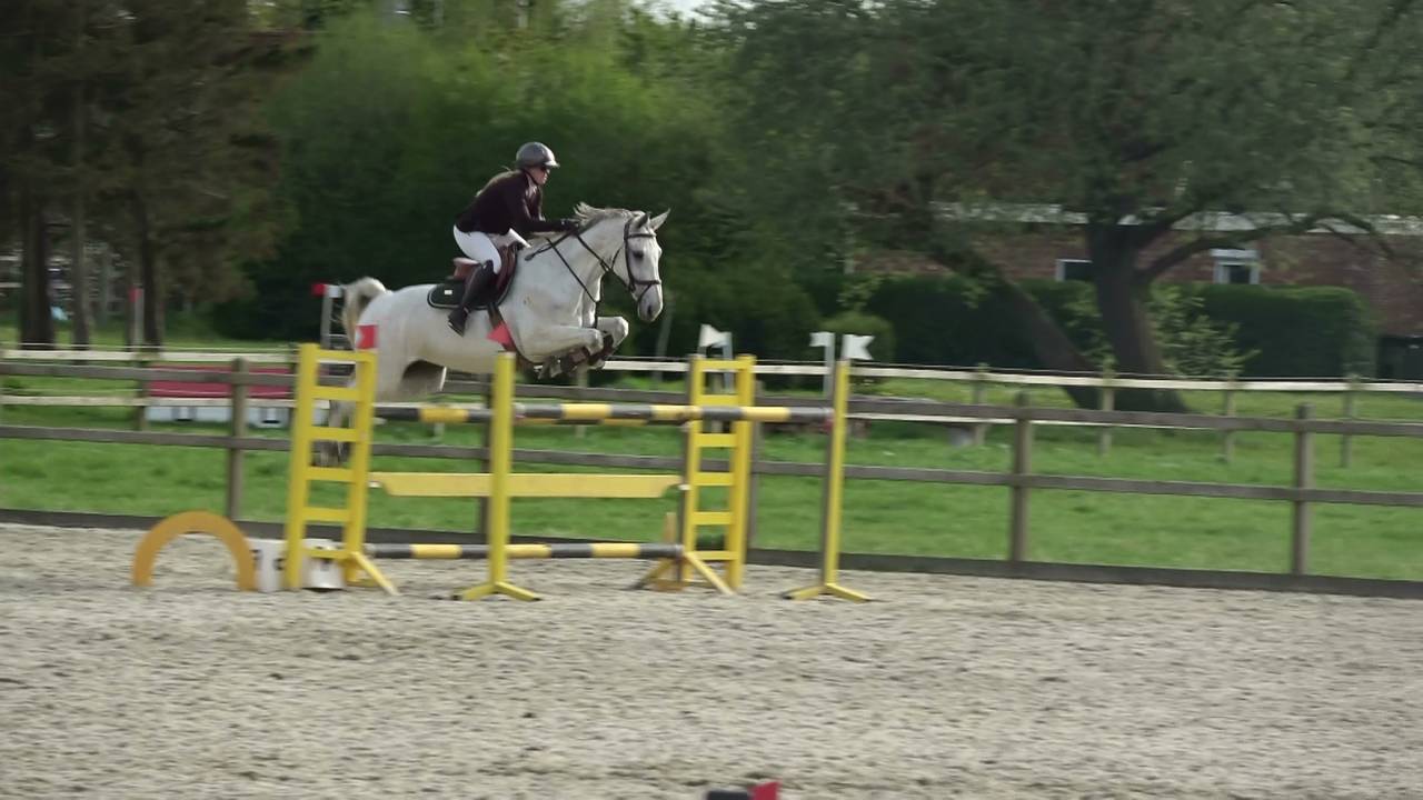 Mare Holsteiner For sale 2013 Grey