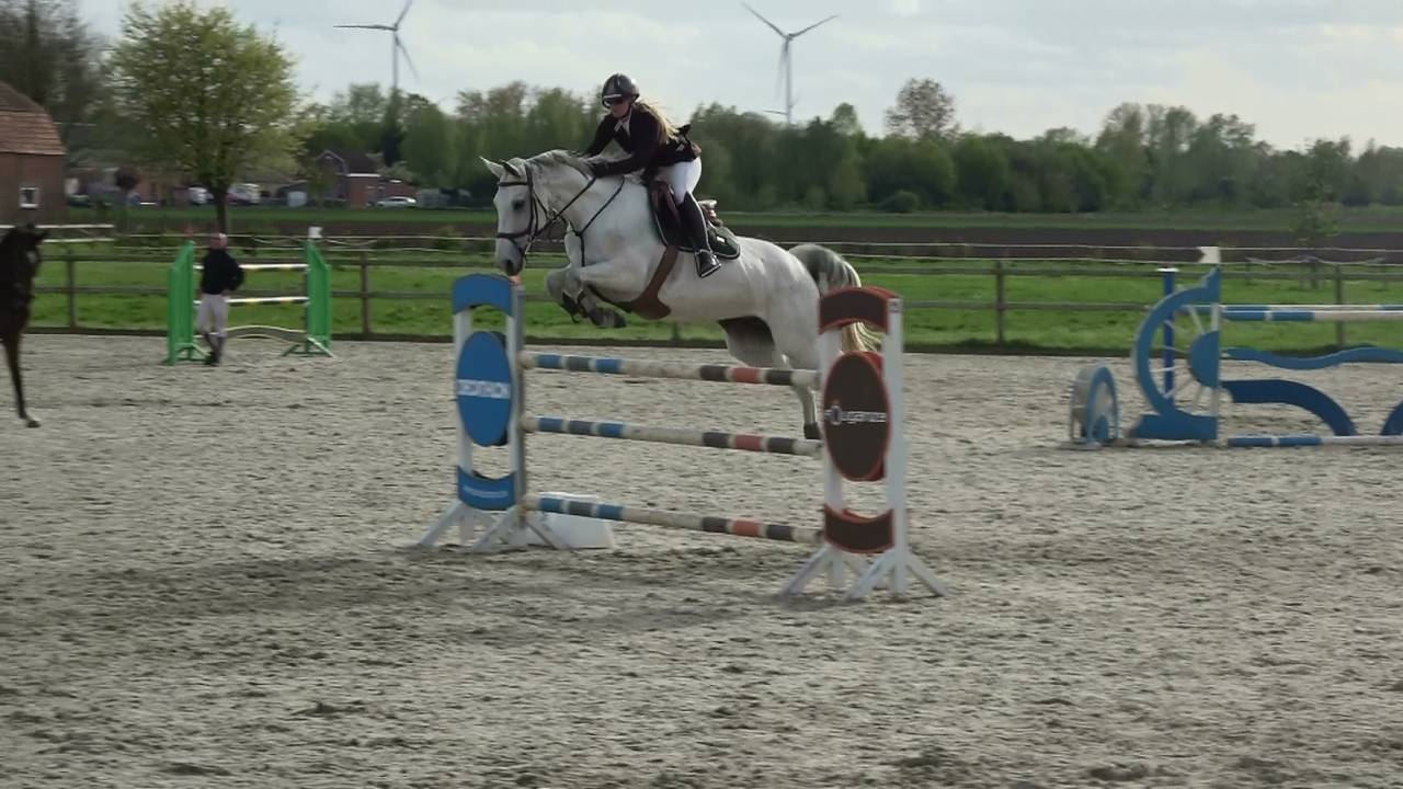 Mare Holsteiner For sale 2013 Grey